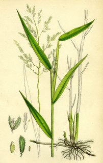 Leersia oryzoides; European Cut-grass