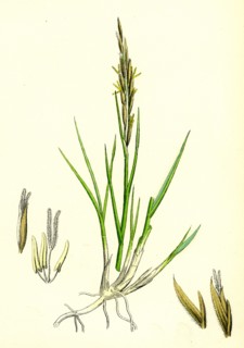 Spartina stricta; Twin-spiked Cord-grass