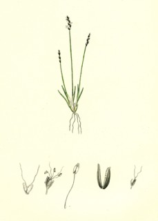 Chamagrostis minima; Early Sand-grass