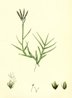 Cynodon Dactylon; Creeping Dog's-tooth-grass