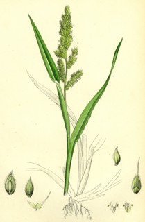 Echinochloa Crus-galli; Loose Panic-grass