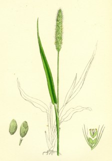 Setaria viridis; Green Bristle-grass