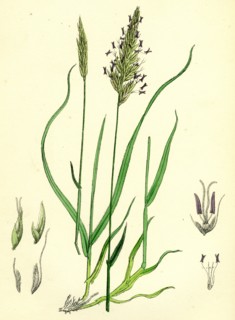 Anthoxanthum odoratum; Sweet-scented Vernal-grass