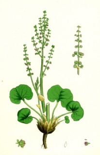 Oxyria reniformis; Kidney-shaped Mountain Sorrel