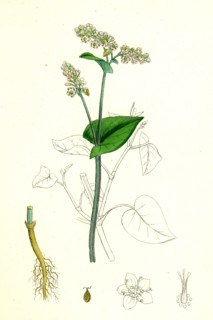 Polygonum Fagopyrum; Common Buckwheat