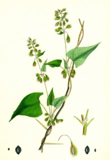 Polygonum dumetorum; Copse Buckwheat