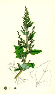 Chenopodium botryoides; Many-clustered Goosefoot