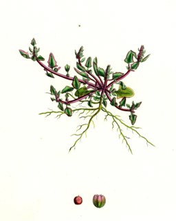 Chenopodium eu-rubrum, var. pseudo-botryoides; Red Goosefoot, var. B.