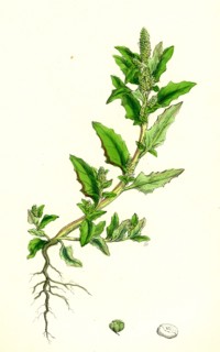 Chenopodium glaucum; Oak-leaved Goosefoot
