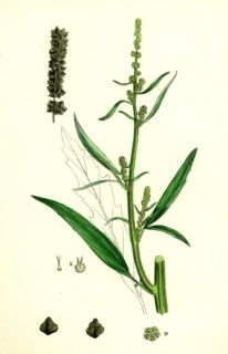 Atriplex littoralis, var. marina; Grass-leaved Sea Orache, var. B.