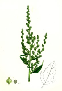 Atriplex patula, var. erecta; Narrow-leaved Orache, var. y.