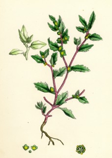 Atriplex arenaria; Frosted Sea Orache