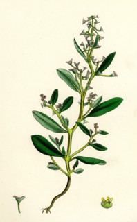 Atriplex pedunculata; Stalked-fruited Sea Orache