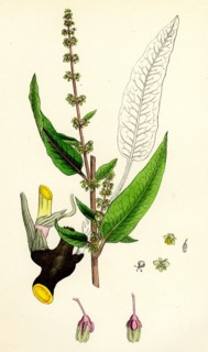 Rumex sanguineus; Bloody-veined Dock