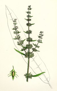 Rumex palustris; Yellow Marsh Dock
