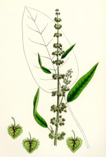 Rumex conspersus; Hartman's Dock