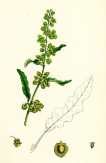 Rumex crispus; Curled Dock