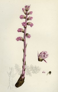 Orobanche amethystea; Bluish Broom-rape