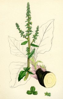 Beta maritima; Sea Beet