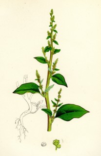 Chenopodium polyspermum, var. acutifolium; Many-sided Goosefoot, var. B.