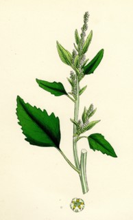 Chenopodium album, var. candicans; White Goosefoot
