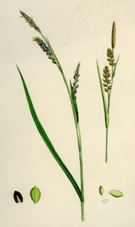 Carex panicea; Pink-leaved Sedge
