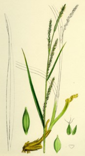 Carex strigosa; Loose-spiked Wood Sedge