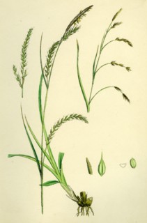 Carex sylvatica; Pendulous Wood Sedge