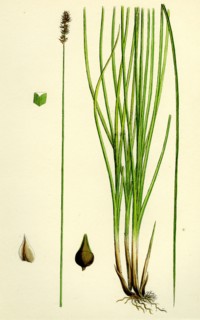 Carex teretiuscula, var. Ehrhartiana; Lesser Panicled Sedge, var. B.
