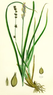 Carex divulsa; Grey Sedge