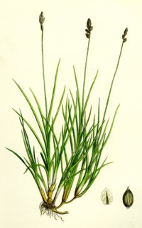 Carex curta, var. alpicola; White Sedge, var. B.