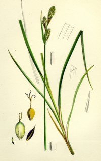 Carex Buxbaumii; Hoary Sedge