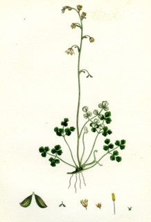 Thalictrum Alpinum; Alpine Meadow Rue