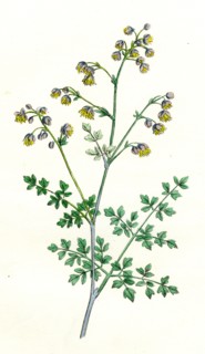 Thalictrum minus, montanum; Lesser Meadow Rue, var. B.