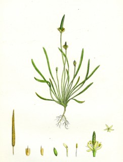Myosurus minimus; Common Mouse-tail