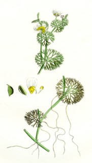 Ranunculus circinatus; Rigid-leaved Water-crowfoot