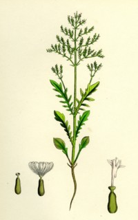 Centranthus Calcitrapa; Cut-leaved Valerian