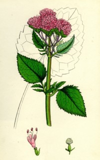 Valeriana Pyrenaica; Heart-leaved Valerian