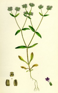 Valerianella carinata; Carinated Lamb's-Lettuce