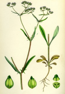 Valerianella Auricula; Sharp-fruited Lamb's-lettuce