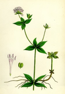 Asperula taurina; Four-leaved Woodruff