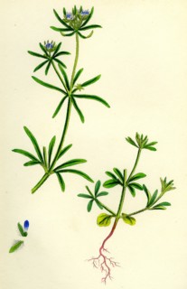 Asperula arvensis; Field Woodruff