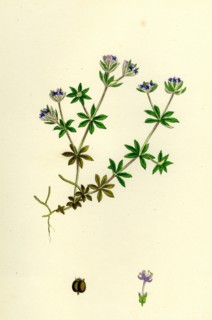Sherardia arvensis; Blue Field Madder