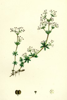 Galium saxatile; Heath Bedstraw