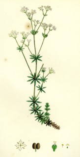 Galium sylvestre; Slender Bedstraw