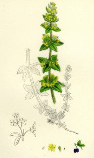 Galium cruciatum; Mugwort
