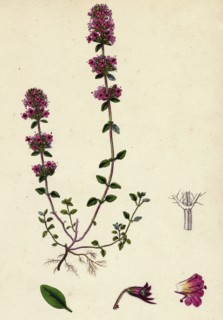 Thymus Chamaedrys; Larger Wild Thyme