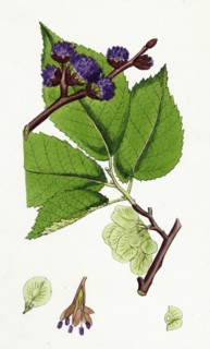 Ulmus montana; Broad-leaved Elm