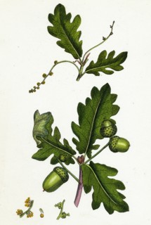 Quercus pedunculata; Common Oak