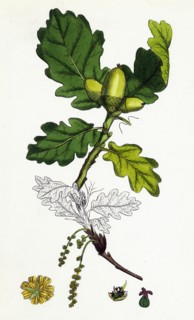 Quercus sessiliflora; Sessile-fruited Oak